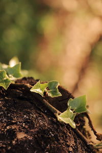 Close-up of leaves on tree trunk