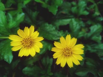 Close-up of yellow flowering plant