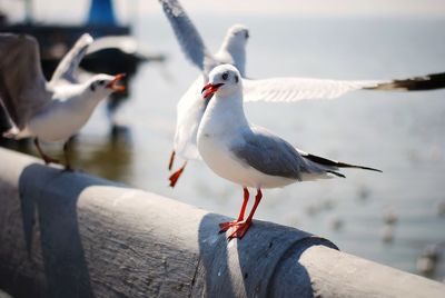 Close-up of seagull perching on shore