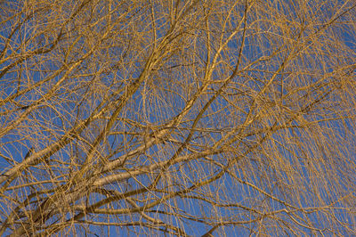Low angle view of tree against sky during winter
