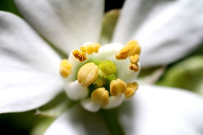 Close-up of white flower