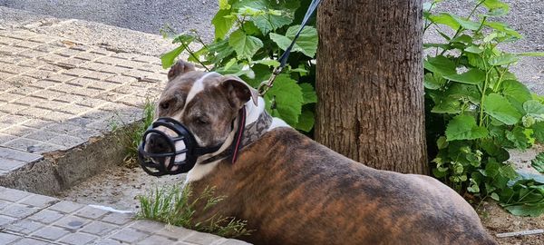 Dog looking away outdoors