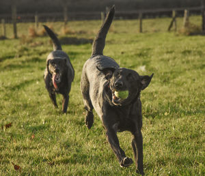Dogs running on grass field