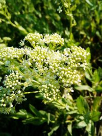 Close-up of plants