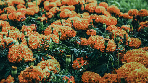 Close-up of orange flowers