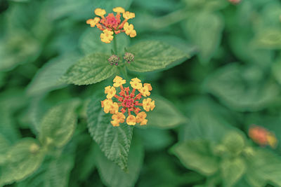 Close-up of flowering plant