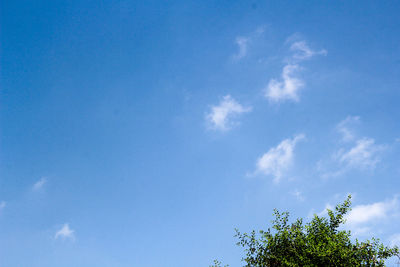 Low angle view of tree against blue sky