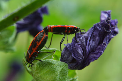 Close-up of butterfly pollinating on purple flower