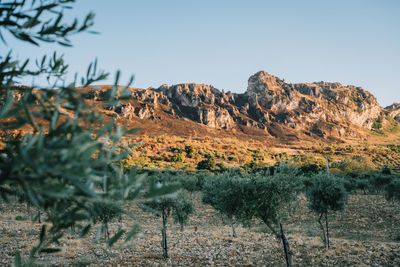 Scenic view of landscape against clear sky