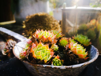 Close-up of cactus growing on table