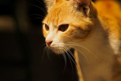 Close-up of a cat looking away