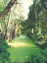 Scenic view of forest