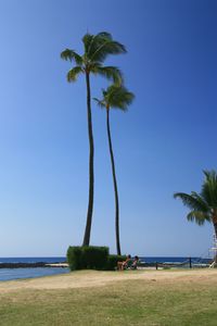 Palm trees on beach