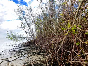 Close-up of plants against sky