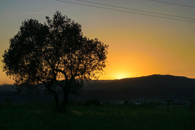 Silhouette tree on field against sky during sunset