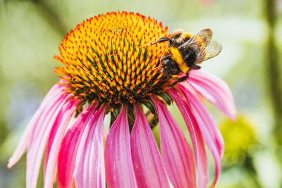 Close-up of bee pollinating on pink flower