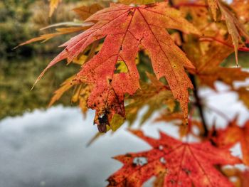 Close-up of maple leaves on plant