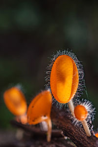 Close-up of orange mushroom growing on field