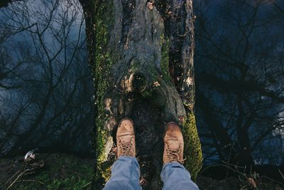 Low section of bare tree