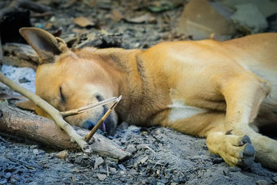 View of a dog sleeping