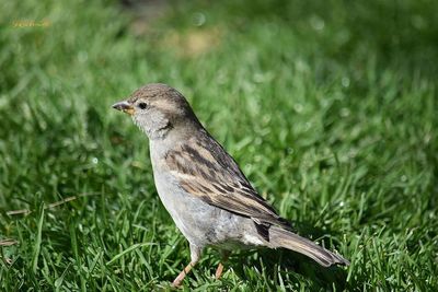 Close-up of sparrow on grassy field during sunny day