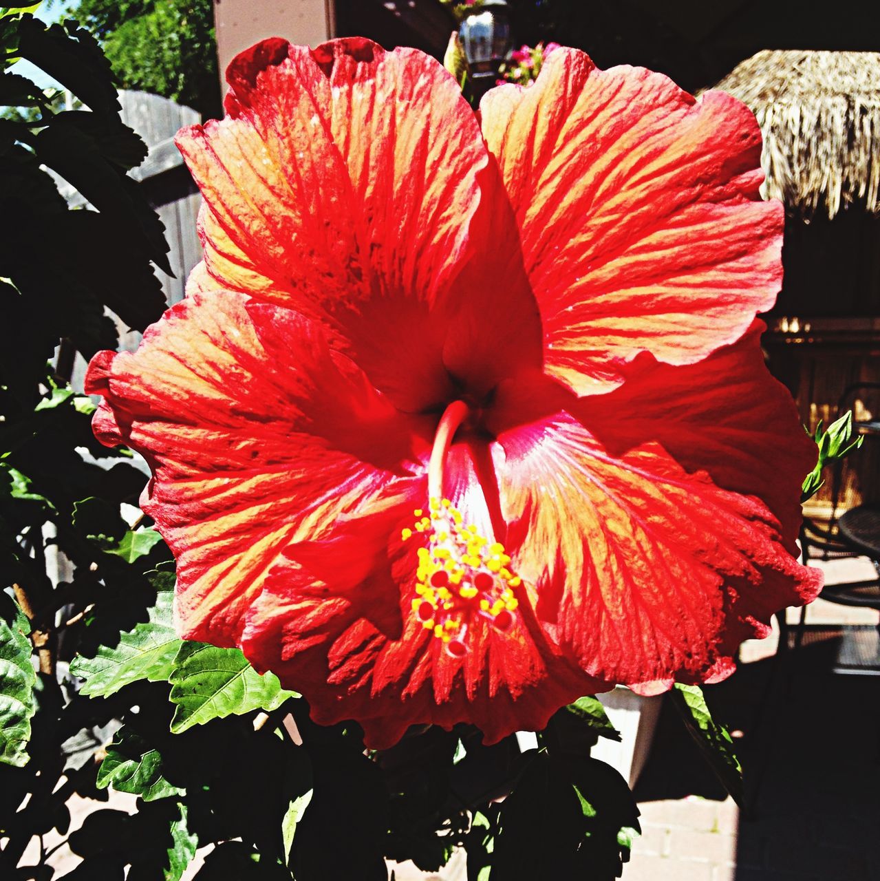 flower, petal, flower head, freshness, fragility, red, beauty in nature, growth, hibiscus, pollen, nature, blooming, close-up, stamen, single flower, orange color, plant, in bloom, focus on foreground, vibrant color