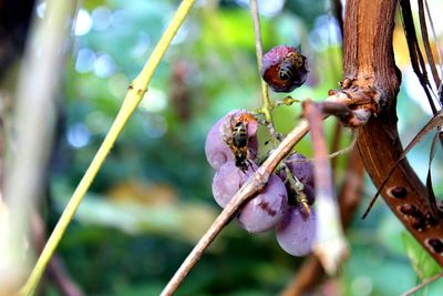 Close-up of insect on flower