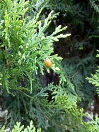 Close-up of fruit growing on tree