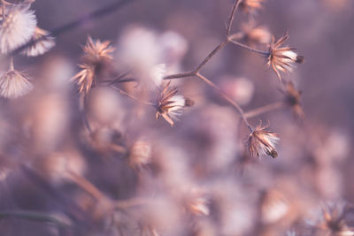 Close-up of wilted plant