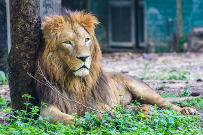 Lion relaxing in a field