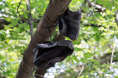 Low angle view of rope tied to tree trunk