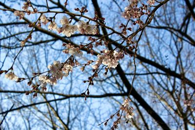 Low angle view of cherry blossoms against sky