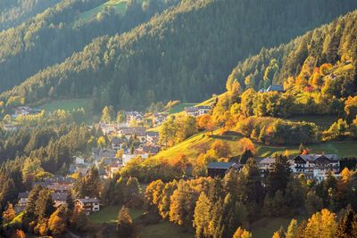 High angle view of trees during autumn