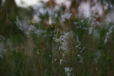 Close-up of flowering plants on field