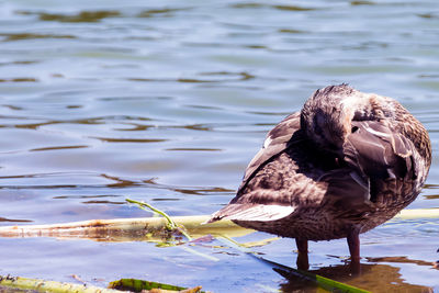 Close-up of duck swimming in lake