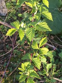 Close-up of leaves