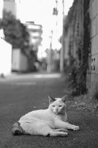 Cat sitting on a street