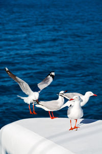 Seagulls flying over sea