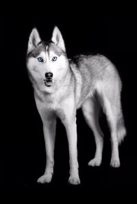 Portrait of dog standing against black background