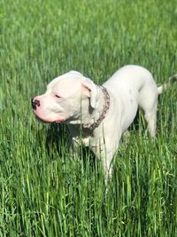 Close-up of a dog on field