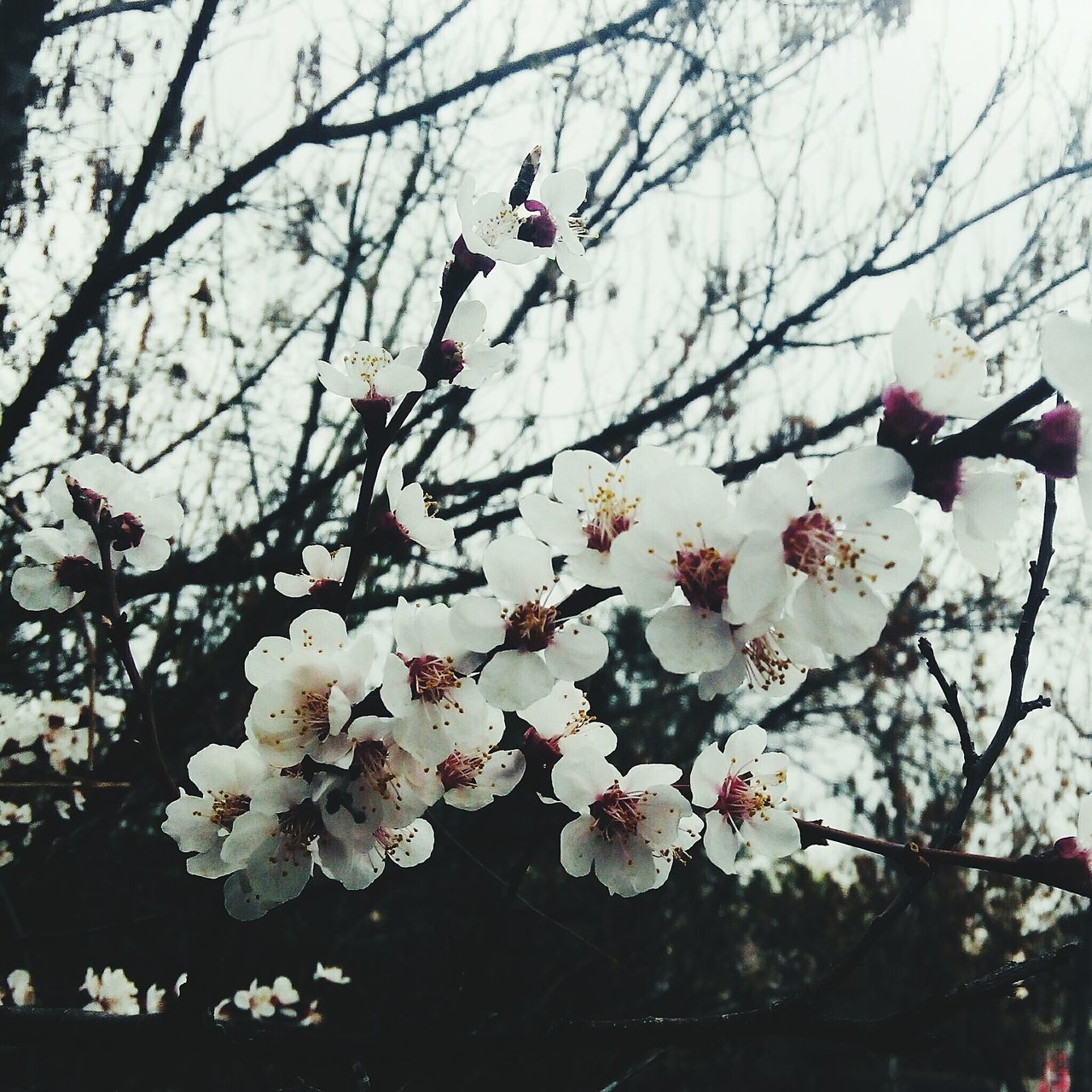 tree, growth, nature, branch, beauty in nature, low angle view, blossom, springtime, no people, outdoors, twig, day, fragility, sky, flower, freshness, close-up, plum blossom