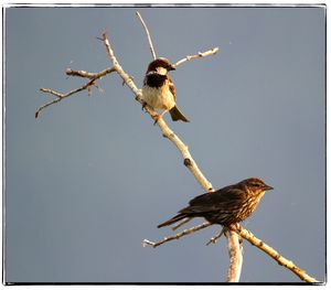 Close-up of bird perching on branch