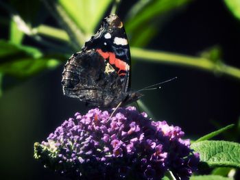 Close-up of butterfly pollinating on purple flower