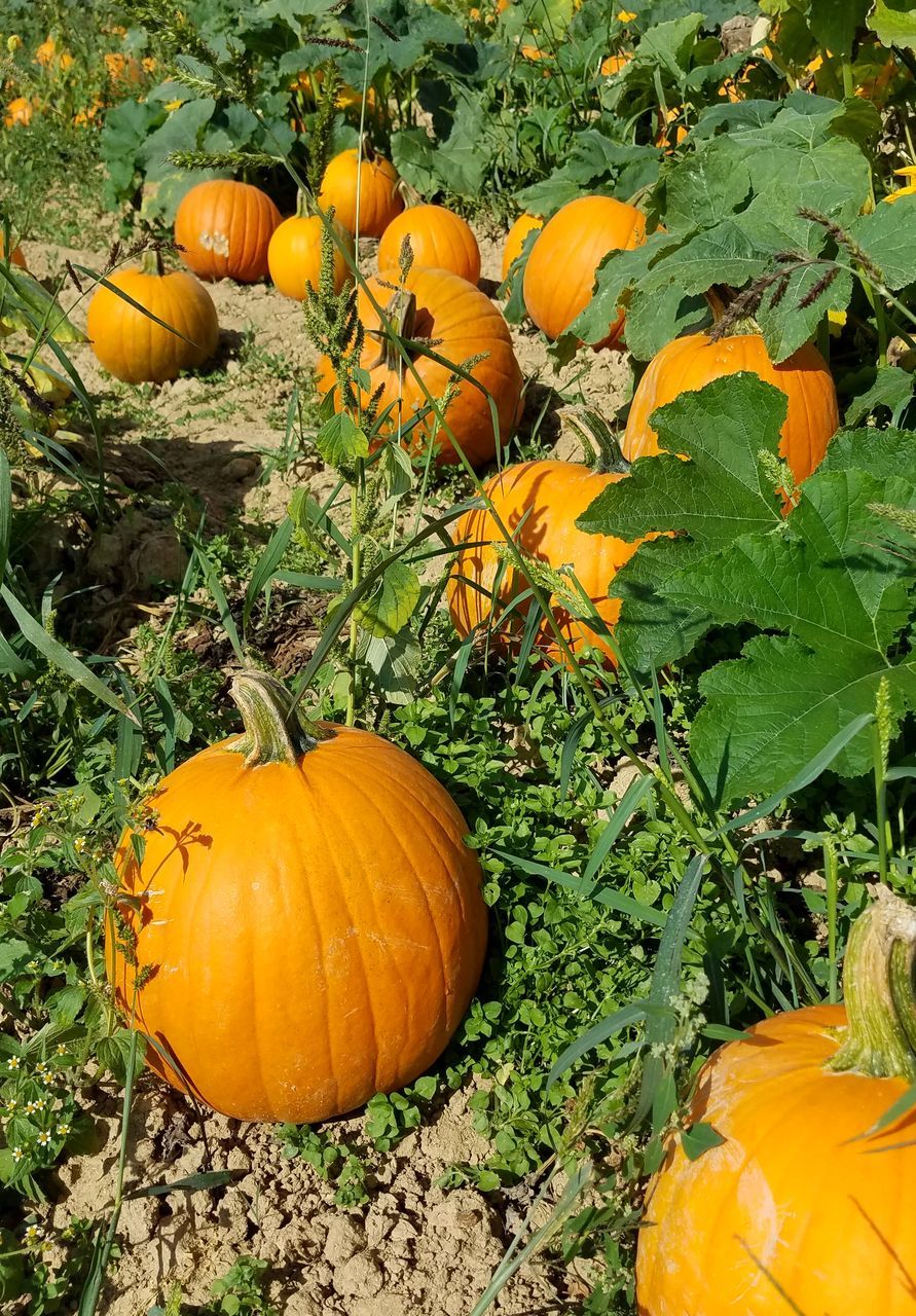 pumpkin, orange color, halloween, vegetable, autumn, field, leaf, food and drink, no people, squash - vegetable, growth, day, gourd, outdoors, food, plant, freshness, nature, jack o lantern, close-up