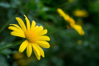 Close-up of yellow flower