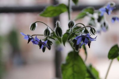 Close-up of purple flowers blooming outdoors