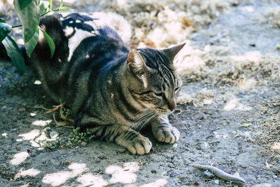 Portrait of a cat lying on ground