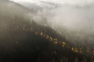 High angle view of forest