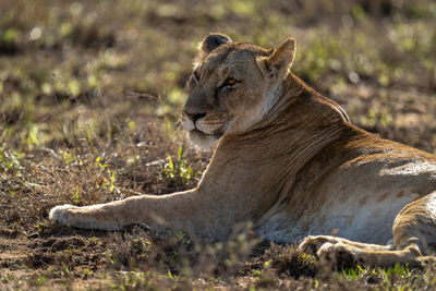 Close-up of lioness lying in sunlit grass