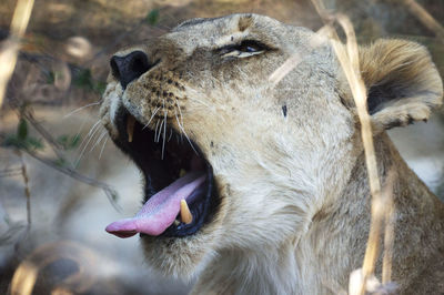 Close-up of lion, mouth open